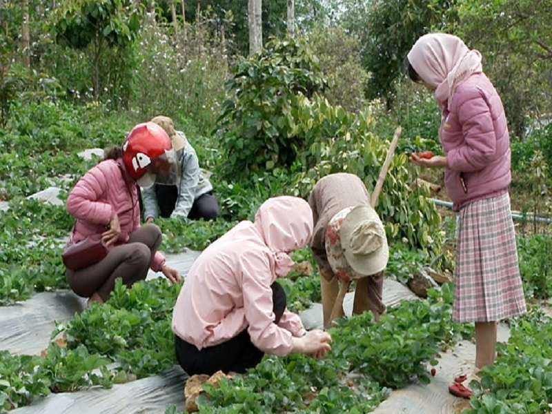 DÂU TÂY VĨNH SƠN